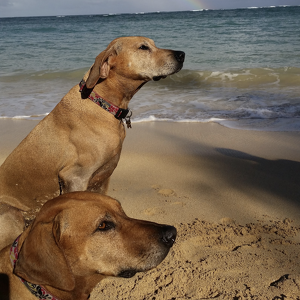 Fundraising Page: Stacy Ammerman